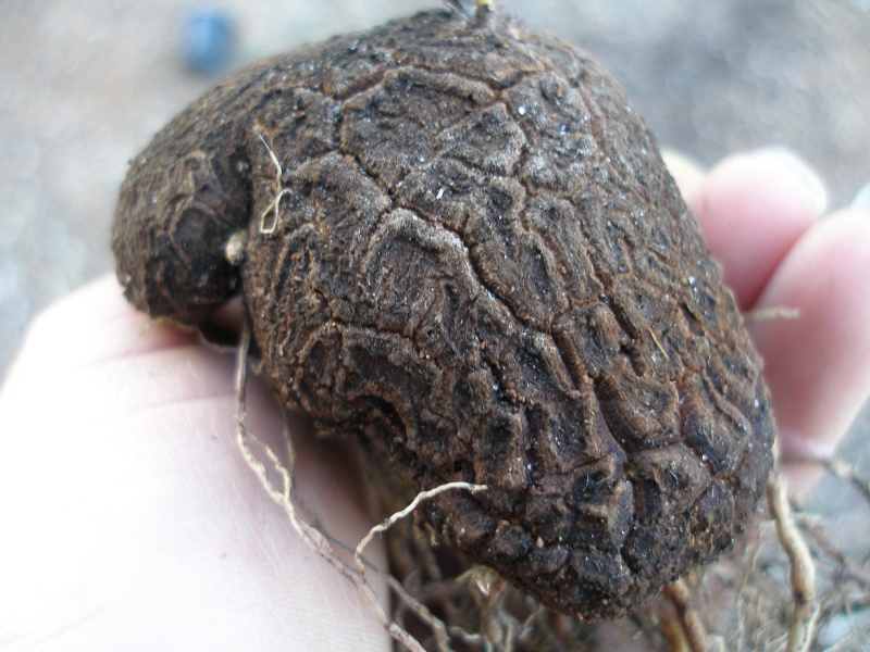 Dioscorea hemicrypta Diosco11