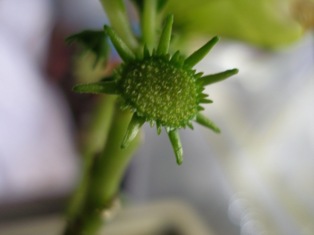 Dorstenia Flowers Dorste14