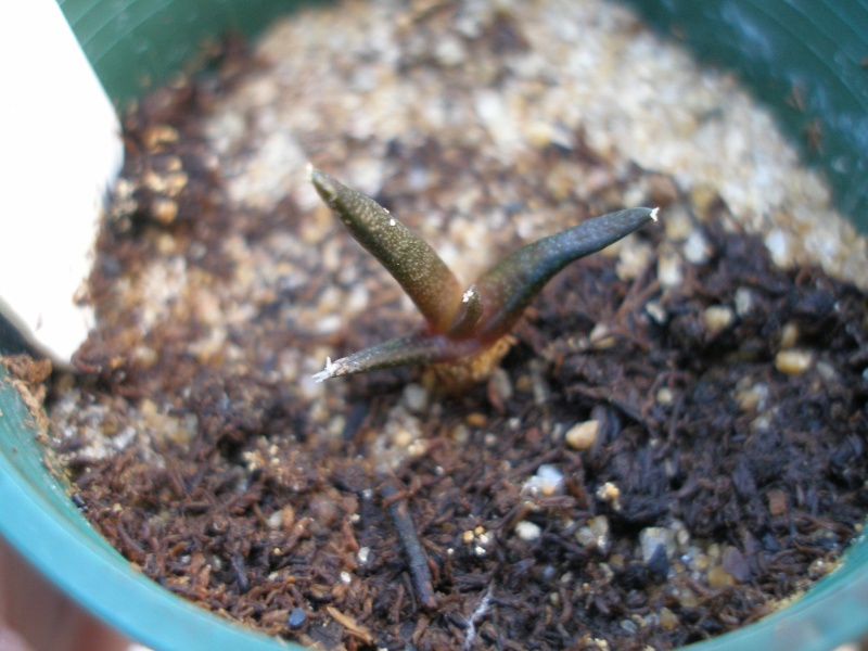 My Ariocarpus definitely not huge :) Seedli15