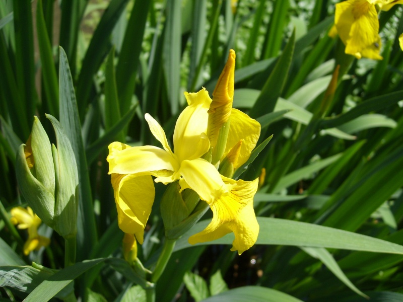 Début de floraison des iris pseudacorus! Iris210