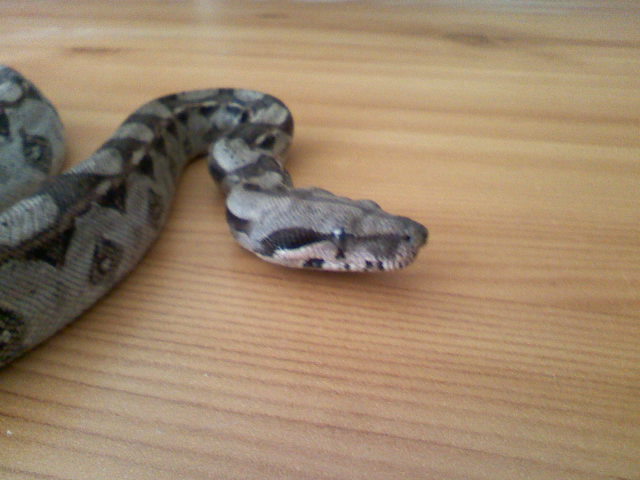 Boa constrictor imperator 06090812