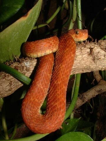 Three year old Atheris Chlorechis doe is starting to look like an adult  now. : r/snakes