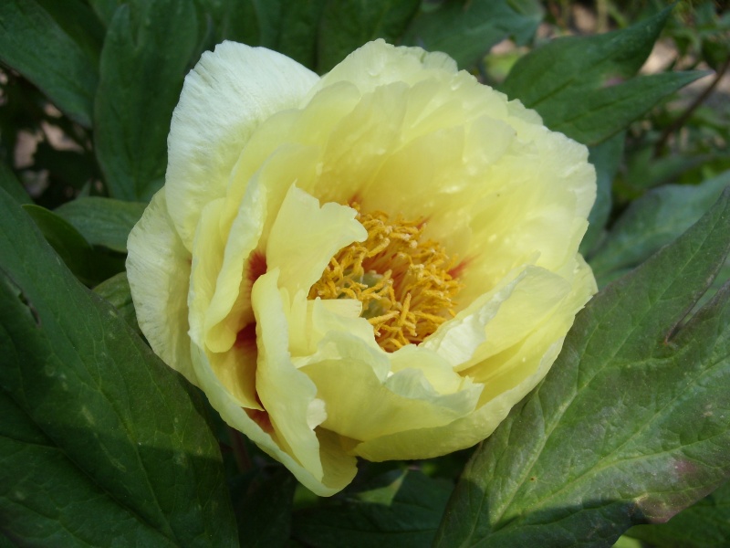 Paeonia suffruticosa (Pivoine arbustive) Pivoin10