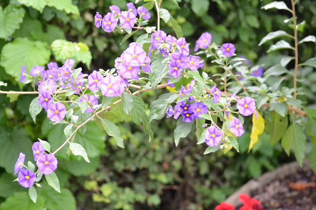 arbuste à fleurs bleues...  ??? Solanum rantonetti Dsc_0410