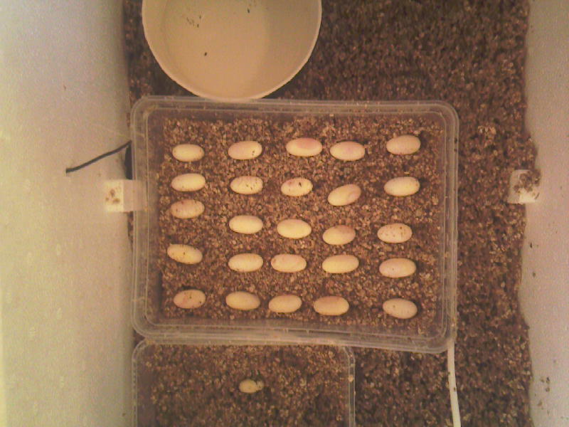 Bearded dragons to be Photo-10