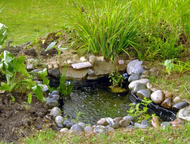 comment aménager les bords du bassin ? Hpim1220