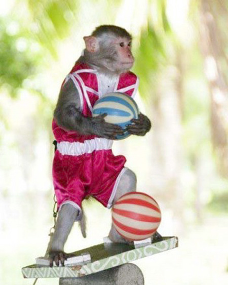 Regardez, singe talentueux et a une capacit de l'acrobatie 2_1610