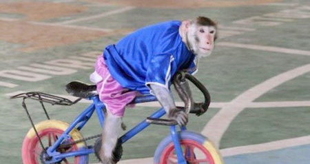 Regardez, singe talentueux et a une capacit de l'acrobatie 7_1110