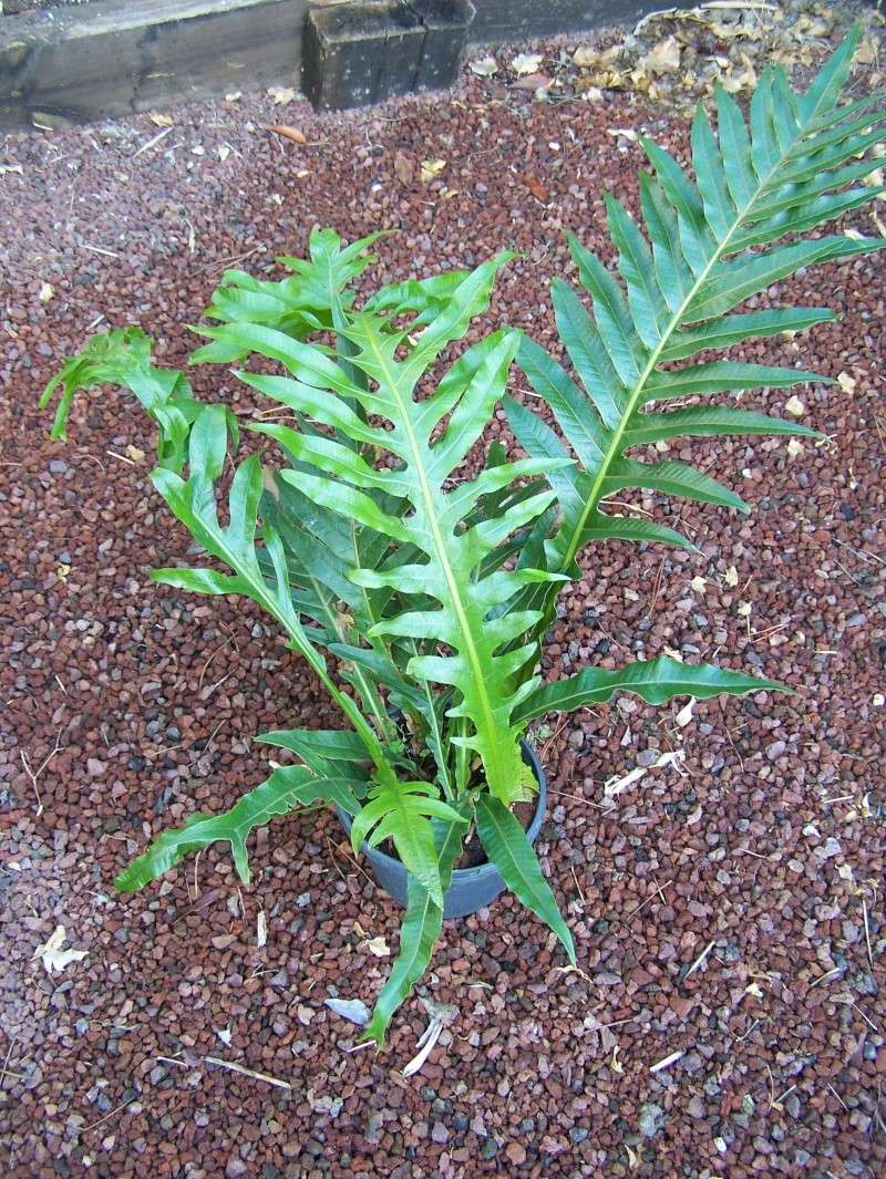 Aglaomorpha (fougère tropicale) 100_0414