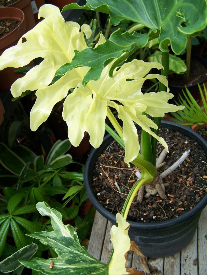 Philodendron bipinnatifidum (selloum) variegata 100_0522