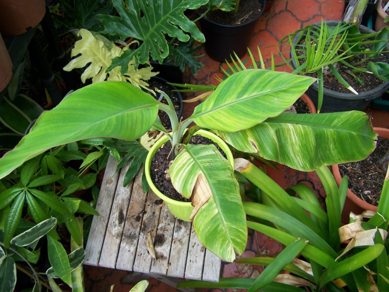 Variegated musa, bananier à feuilles panachées 100_0523