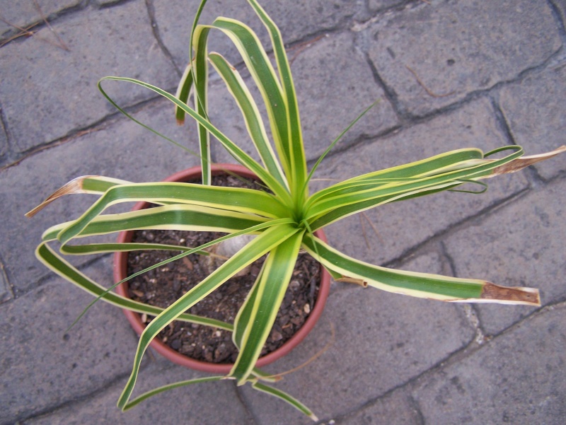 Beaucarnea variegata - variegated beaucarnea 100_0732