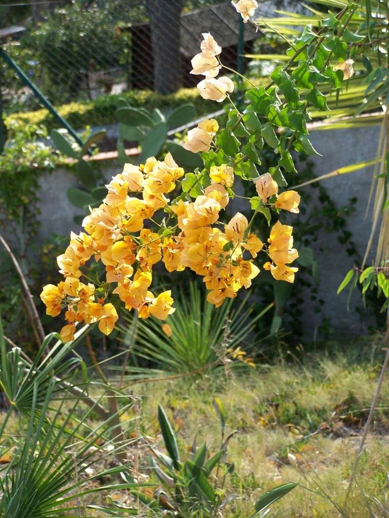 Bougainvilliers A_00413