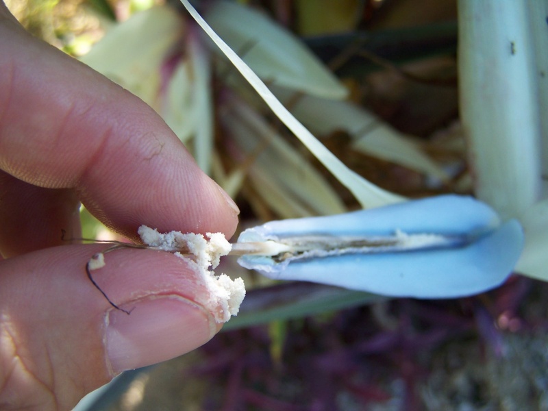 Technique de pollinisation d'un strelitzia A_00710