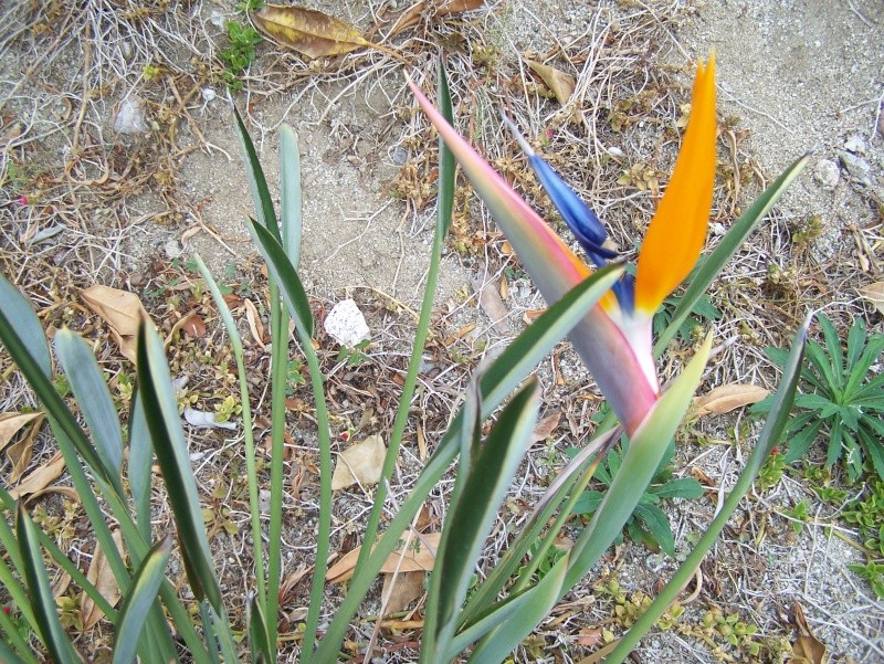 Strelitzia parviflora A_00714