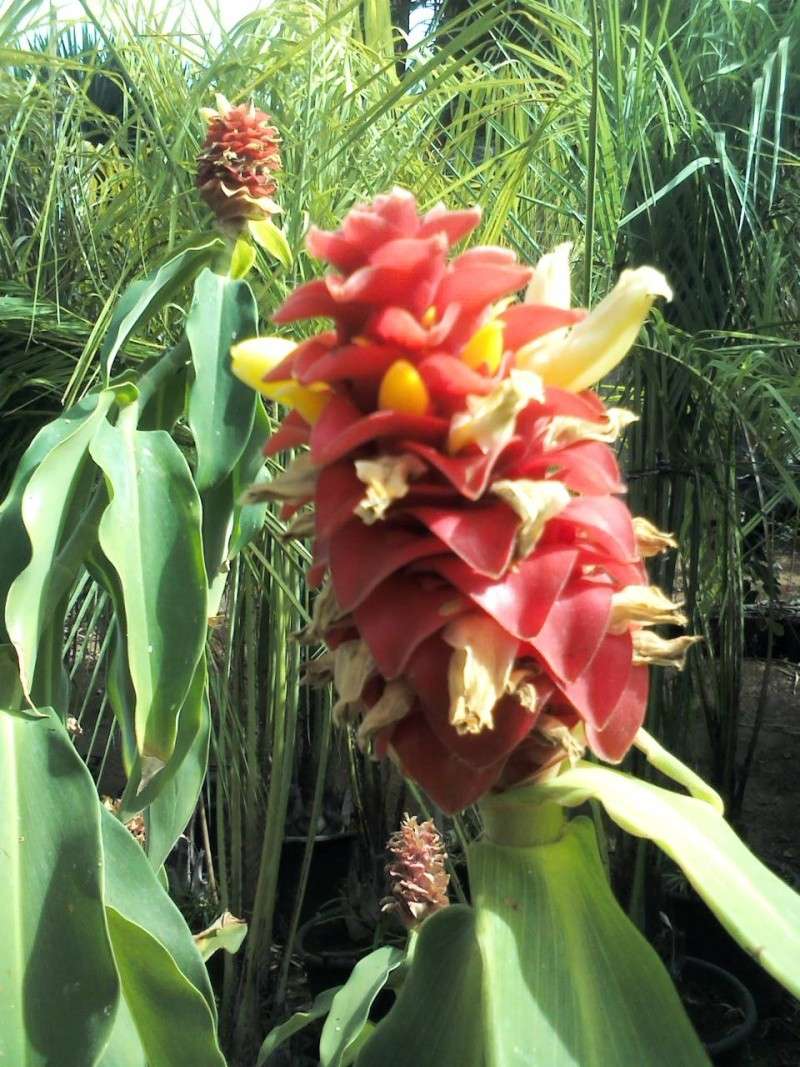 Costus barbatus A_00915