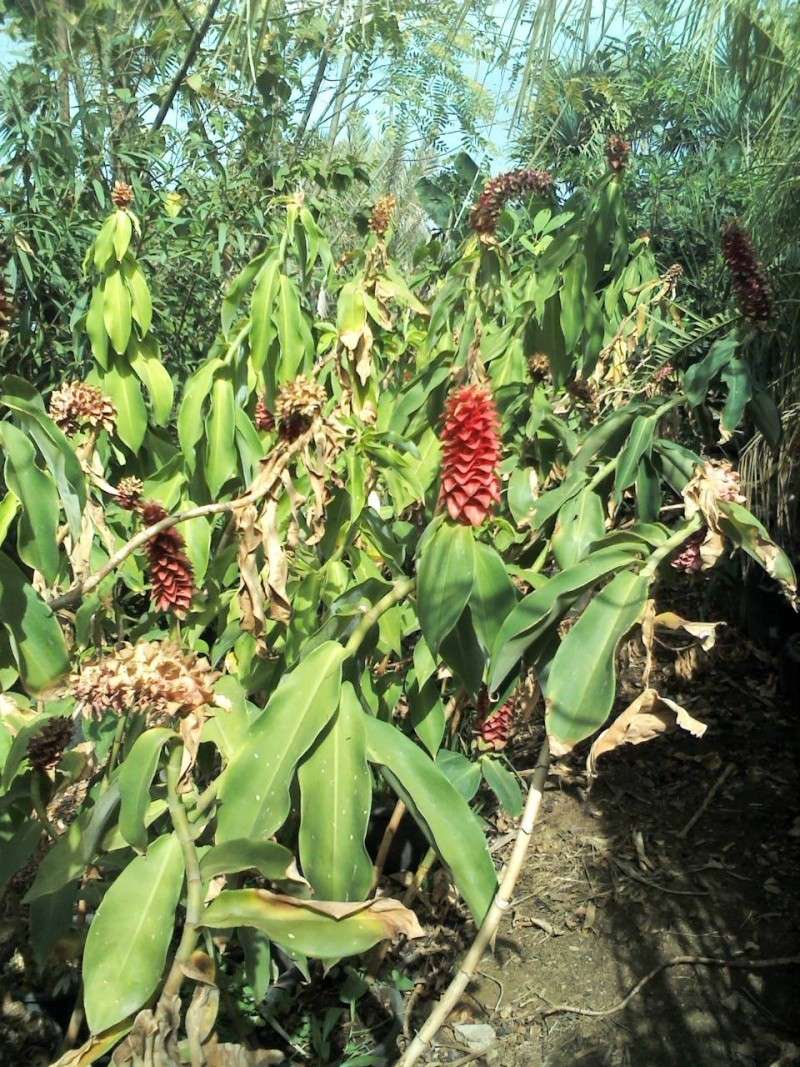 Costus barbatus A_01113