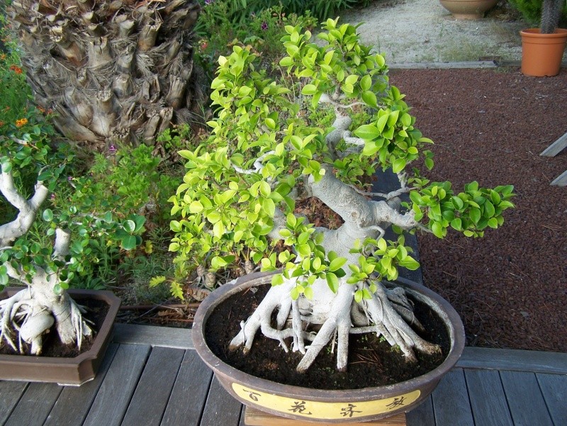 ficus retusa bonsai A_01410