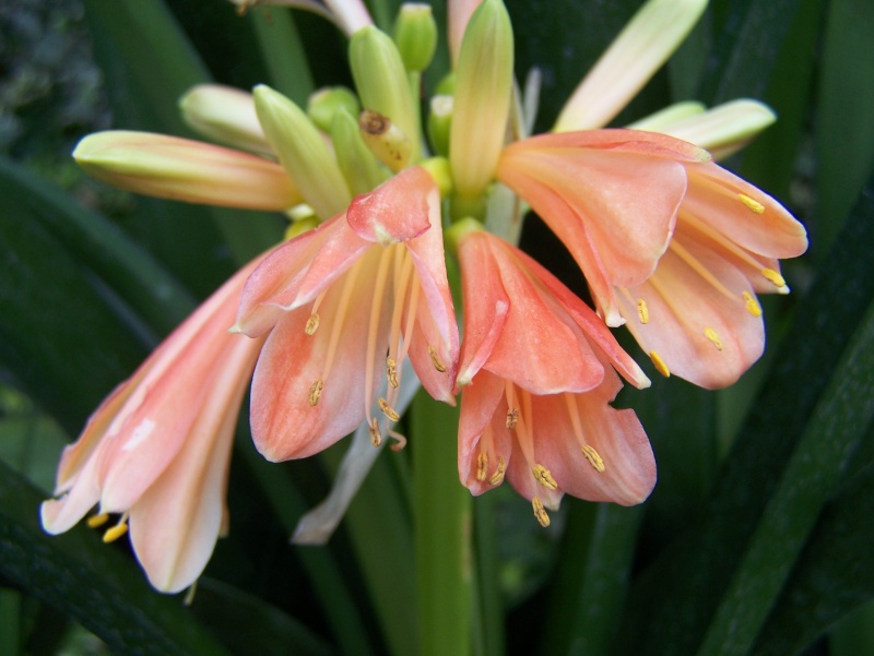 Clivia interspécifique A_01413