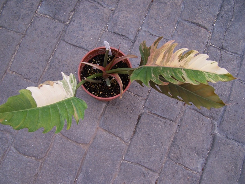 Philodendron pinnatifidum variegata A_02410