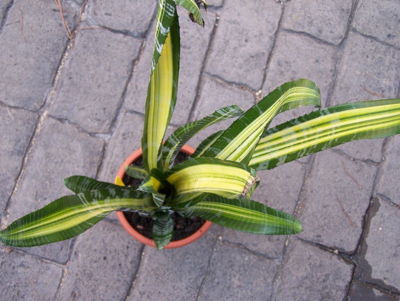 Aechmea fasciata medio picta (variegata) Aechme11