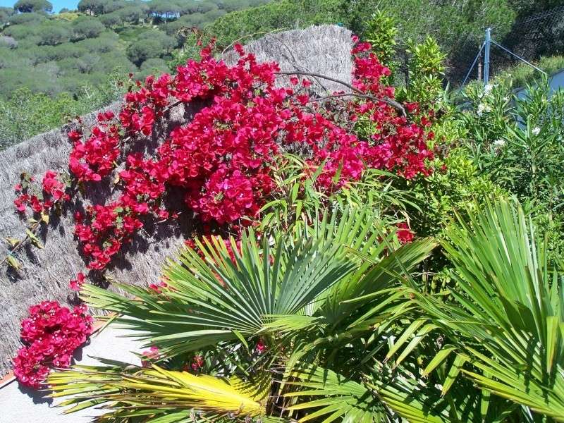 Bougainvillés Azrty_10