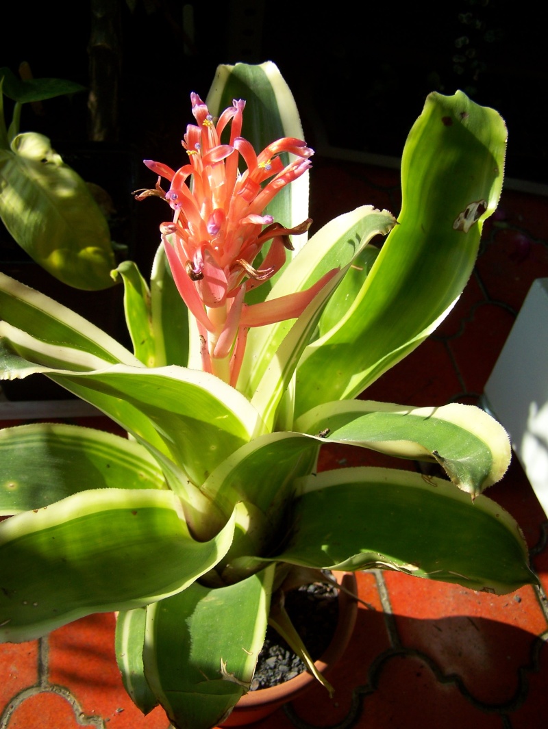 Billbergia  Pyramidalis "Kyoto" Bill_k10