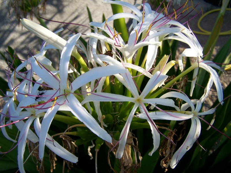 Crinum Asiaticum Crinum11