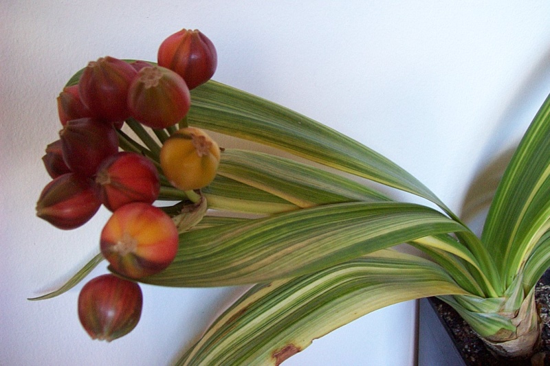 Clivia miniata 'Variegata' Dcp_4612