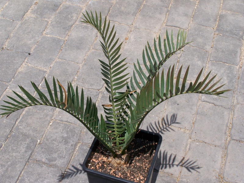 Dioon spinulosum Enceph11