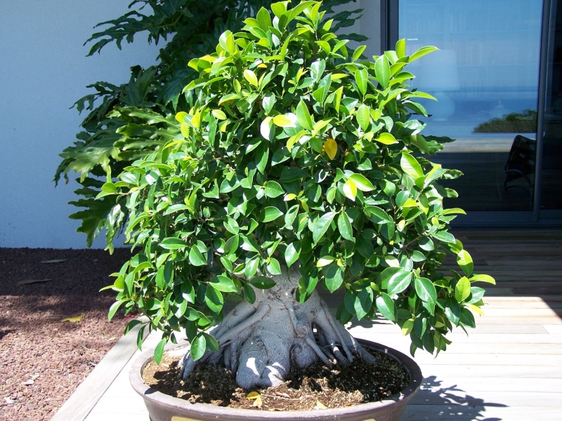 ficus retusa bonsai Ficus_11