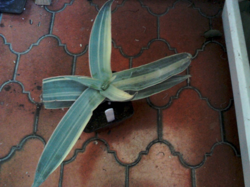 Aloe striata variegata Img43810