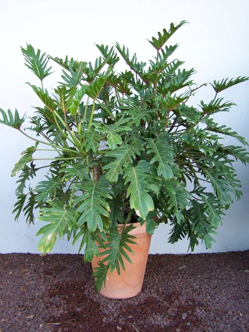 Philodendron Xanadu Philod13