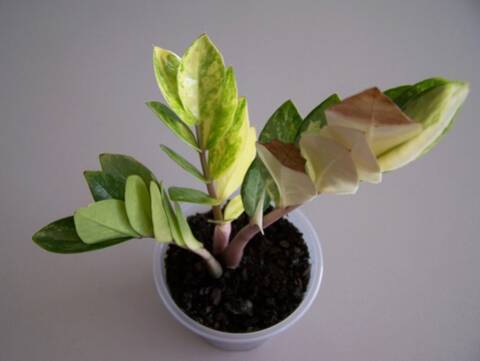zamioculcas zamiifolia variegated