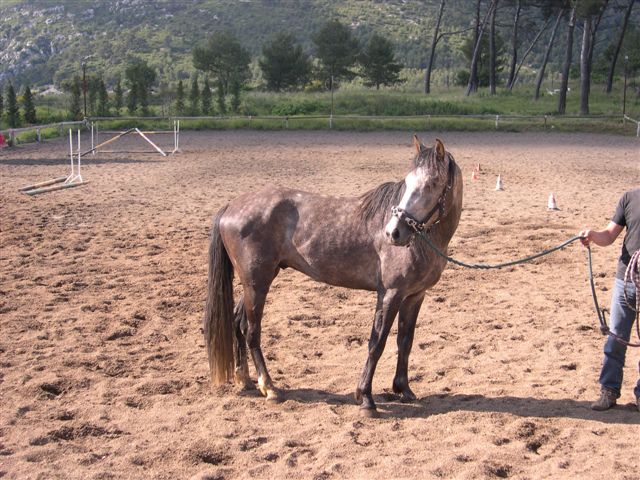 urgentissime - cheval espagnol 3 ans![PLACE] Dscn3416