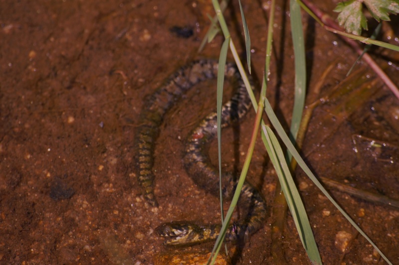 Vipera Aspis, Coronella austriaca, Hierophis Viridiflavus,Natrix Natrix Album_10