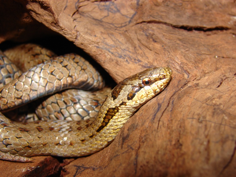 Vipera Aspis, Coronella austriaca, Hierophis Viridiflavus,Natrix Natrix Corone10