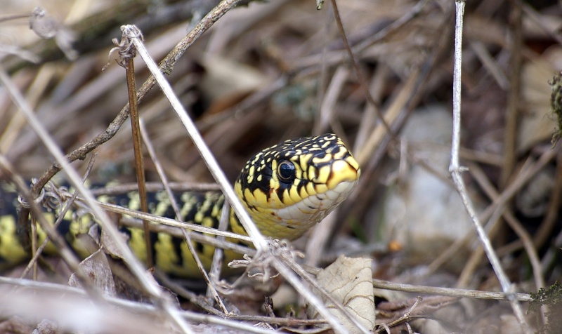 Vipera Aspis, Coronella austriaca, Hierophis Viridiflavus,Natrix Natrix Gros_p10