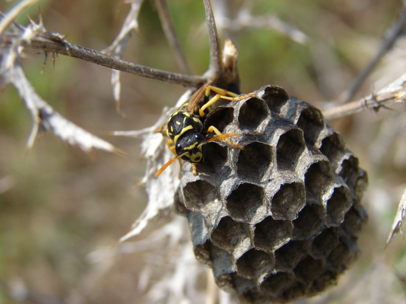 Araignées et insectes. Guepie11