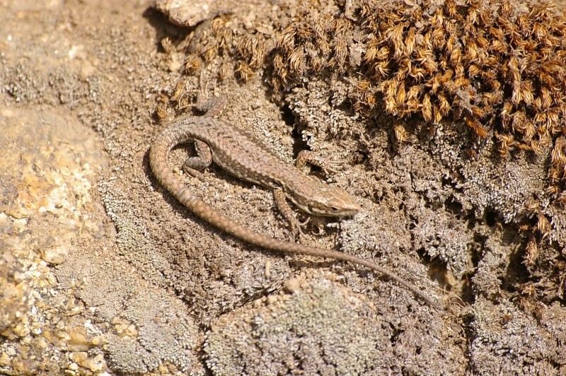 Tarentola Mauritanica,Lacerta Viridis,Anguis fragilis,Podarcis Muralis Podarc12