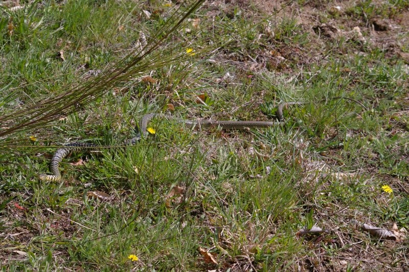 Vipera Aspis, Coronella austriaca, Hierophis Viridiflavus,Natrix Natrix Taille10