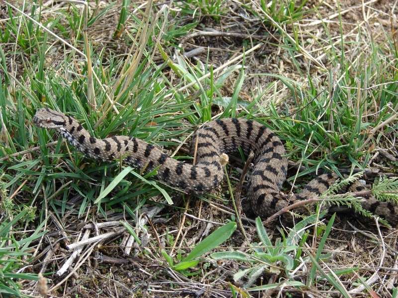 Vipera Aspis, Coronella austriaca, Hierophis Viridiflavus,Natrix Natrix Vipera10