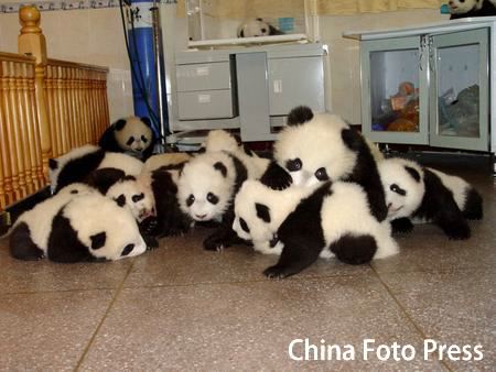 PANDA KINDERGARTEN! Image012