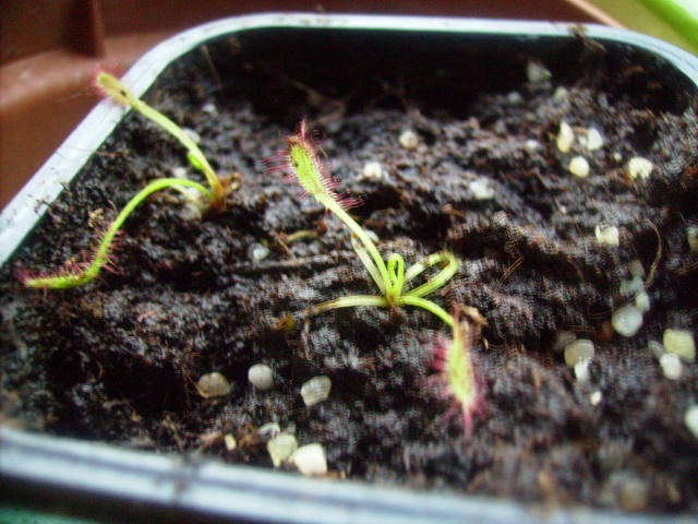 mon ptit drosera ^^ Imgp2016