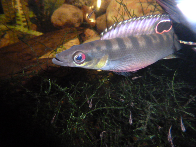 Crenicichla sp Aff nothophtalmus P1020013