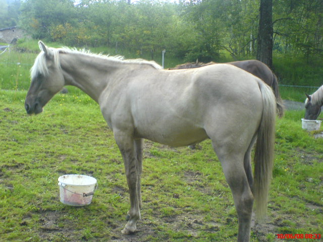 Le Rocky Mountain Horse ;) Dsc02125