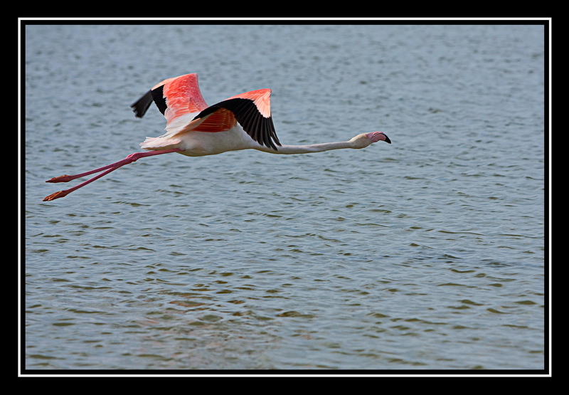 Encore des flamants ! Img_1710