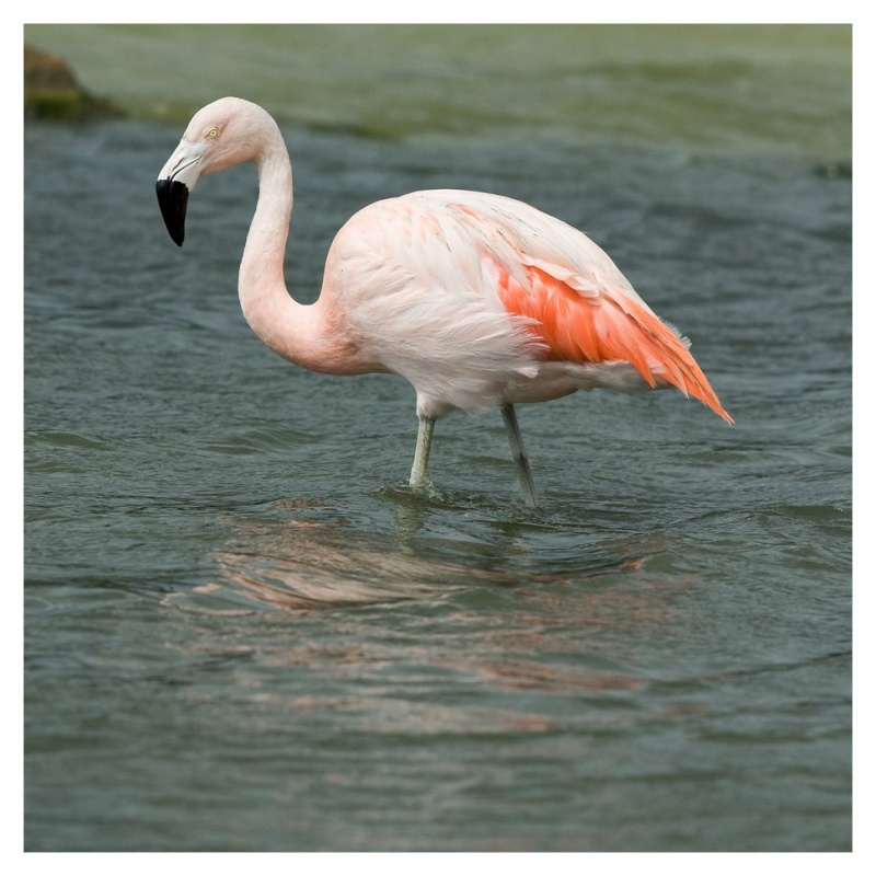 Un flamant rose les pieds dans l'eau Img_6710