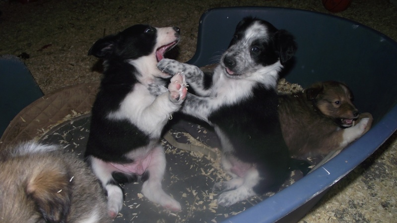 A vendre border collie et berger des shetlands Dscf4015