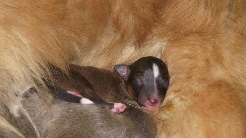 Mes bb bergers des shetlands ont pointés leur nez Dscf8014